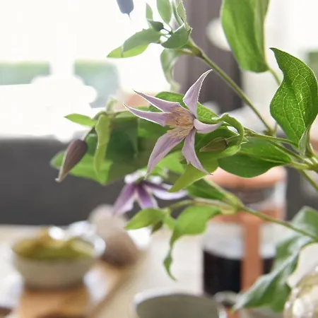 Pluim 4 Personen - Zeezand Recreatie