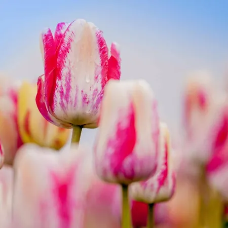 Daire Pluim 4 Personen - Zeezand Recreatie