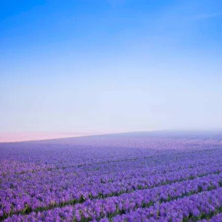 Daire Pluim 4 Personen - Zeezand Recreatie