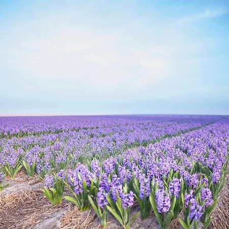 Daire Pluim 4 Personen - Zeezand Recreatie Stolpen