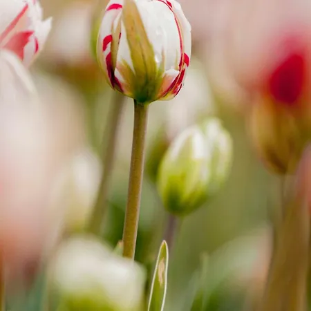 Pluim 4 Personen - Zeezand Recreatie