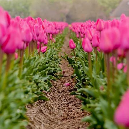 Pluim 4 Personen - Zeezand Recreatie