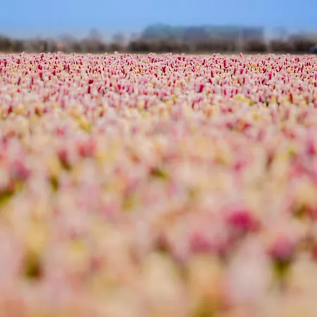 Appartamento Pluim 4 Personen - Zeezand Recreatie *