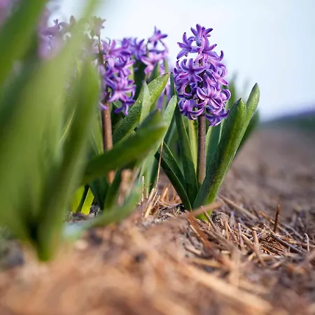 Appartamento Pluim 4 Personen - Zeezand Recreatie