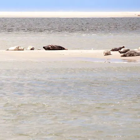 Appartamento Pluim 4 Personen - Zeezand Recreatie