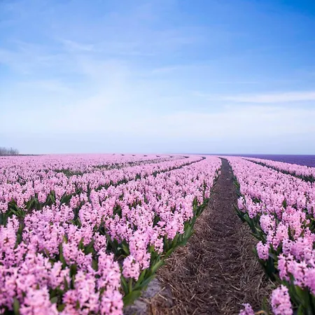 Appartamento Pluim 4 Personen - Zeezand Recreatie