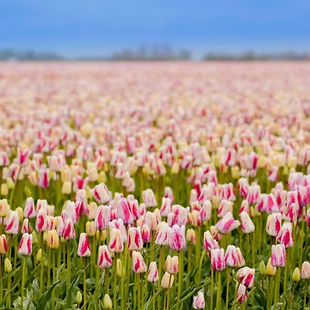 Pluim 4 Personen - Zeezand Recreatie